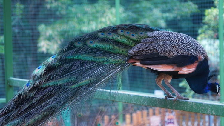 茅山宝盛园周边游玩,茅山宝盛园所有游乐设施