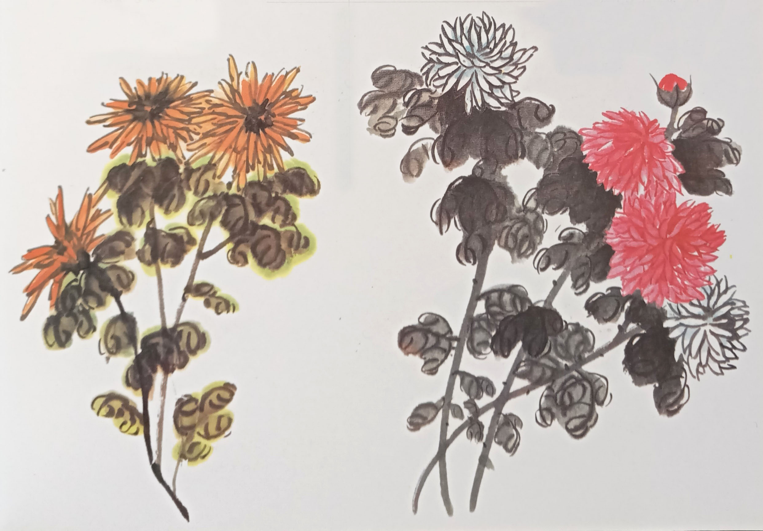 国画菊花初学者怎么画视频,圆形卡纸怎样画菊花国画