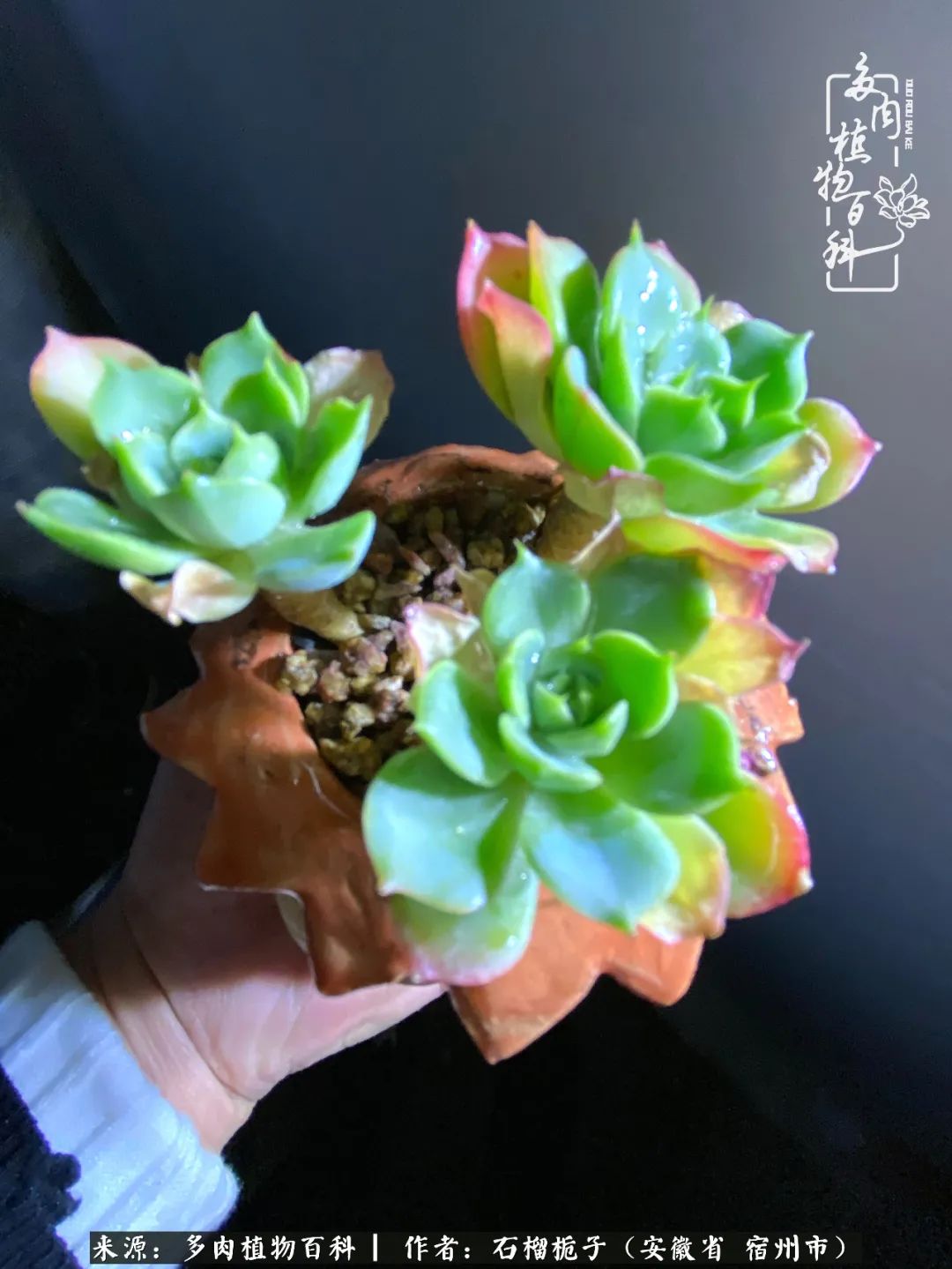 治愈系多肉：何以解忧，唯有多肉