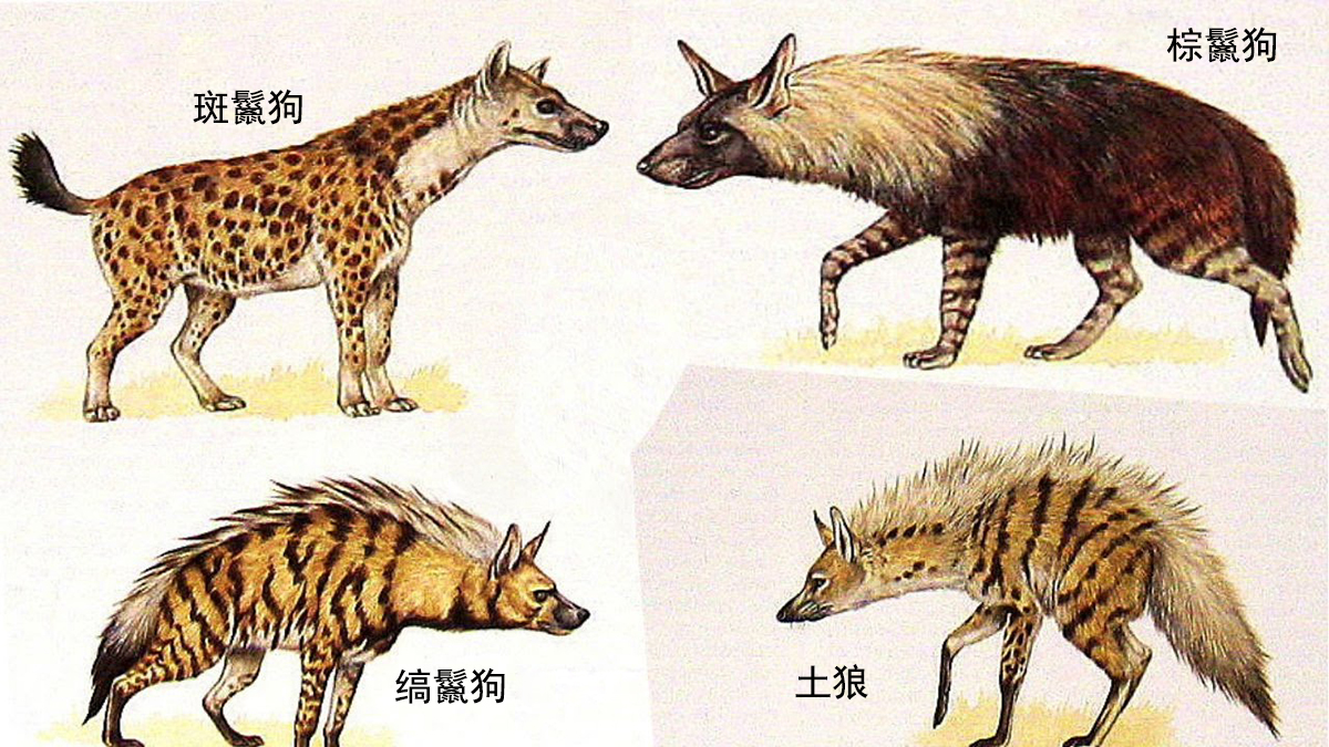 被误解的鬣狗,被误解最深的动物鬣狗