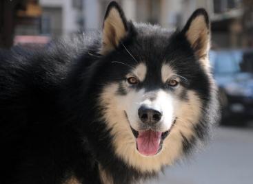 狗狗吃盐掉毛怎么补救,吃盐的狗狗