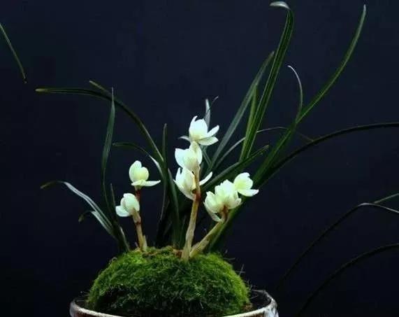 十大名贵花卉图片大全,十大名贵花卉家庭盆栽易养活的花