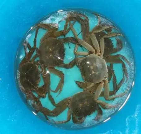 大闸蟹托运可以保存几天,大闸蟹活的怎么保存最多能放几天