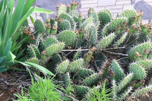 仙人掌嫁接蟹爪兰之后仙人掌变黄,用仙人掌果繁殖仙人掌