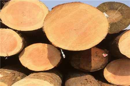 樟子松和辐射松有什么区别,辐射松和樟子松哪个油大