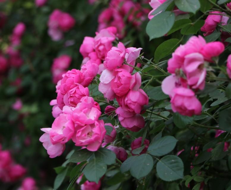 爬藤玫瑰和蔷薇的区别,蔷薇月季玫瑰区别