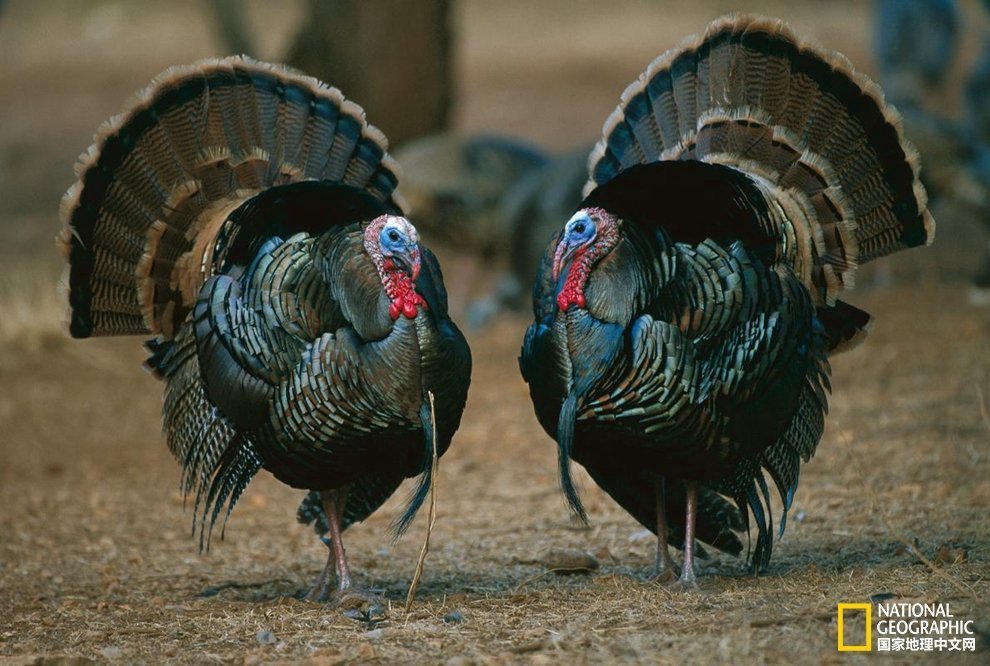 感恩节快乐｜吃鸡之前，你知道火鸡其实叫做“土耳其”吗？
