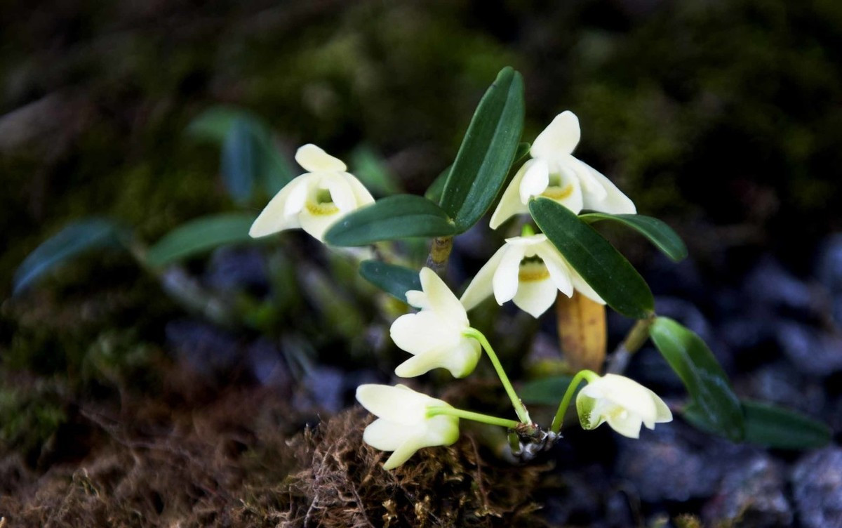 石斛种植上去蔫了怎么办,石斛不长新叶子怎么回事