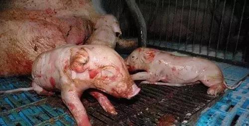 你知道提高母猪产仔数的关键点有哪些吗？