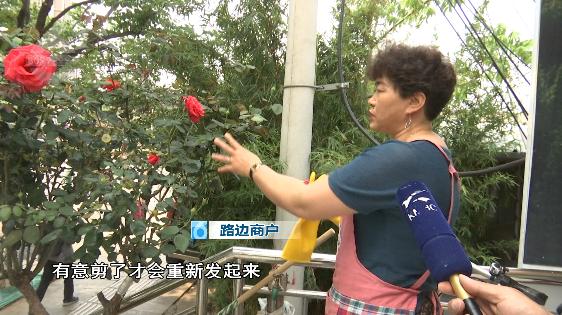 绿化带的月季花被偷,绿化带里的花被人偷了