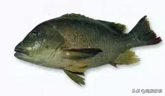 潮汕海鲜大全带图片,十大最好海鲜鱼