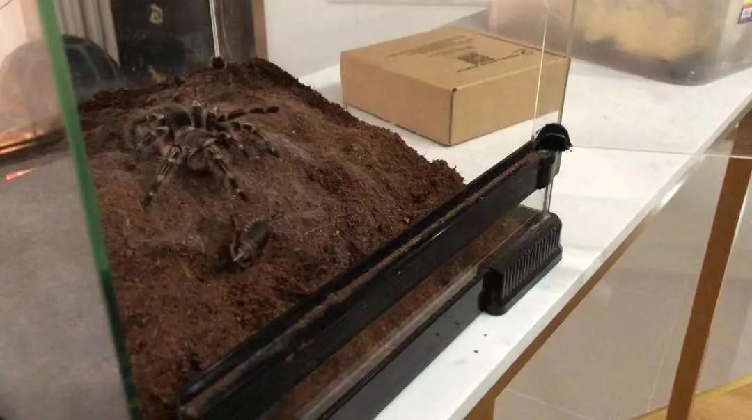 巴西金直间公蜘蛛长得快吗,巴西巨人金直间成体毒性