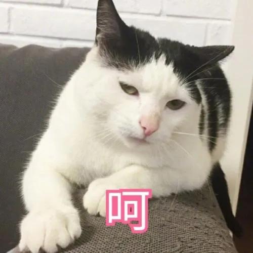 中华田园猫有哪些品种,中华田园猫白色异色瞳