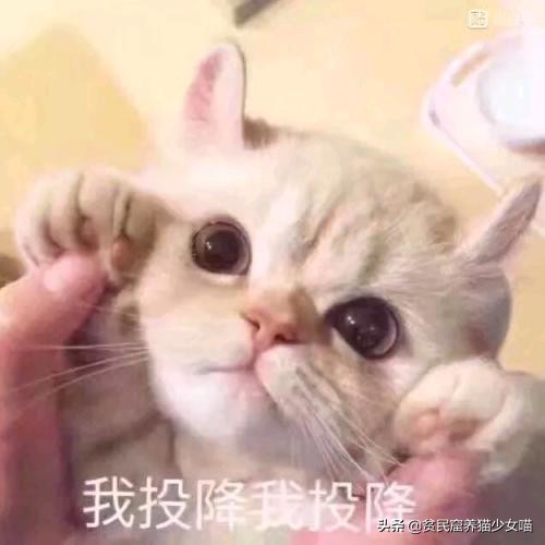 猫咪最喜欢的玩具排行榜,猫咪玩具红黑榜