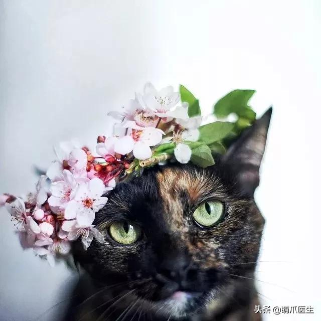 “你根本不爱猫，你就是馋它的身子！”