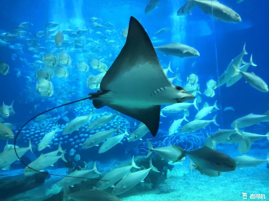 珠海长隆海洋王国攻略2天亲子游,珠海长隆海洋王国亲子游北极熊