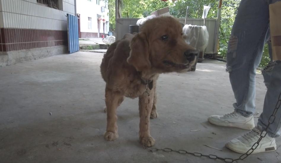 被救助的金毛弃养犬,被领养的金毛怎么处理最好