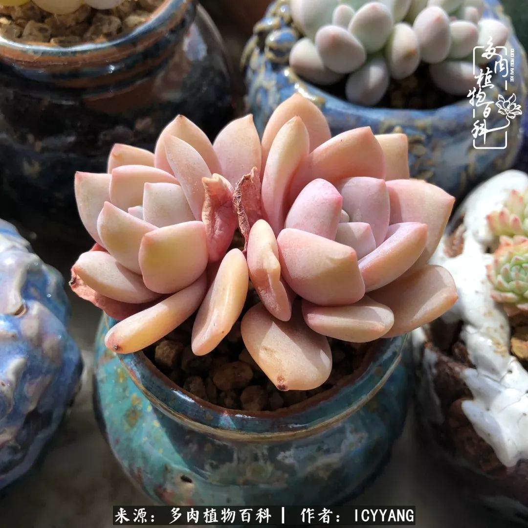 室内阳台多肉的养护方法,景天多肉养护