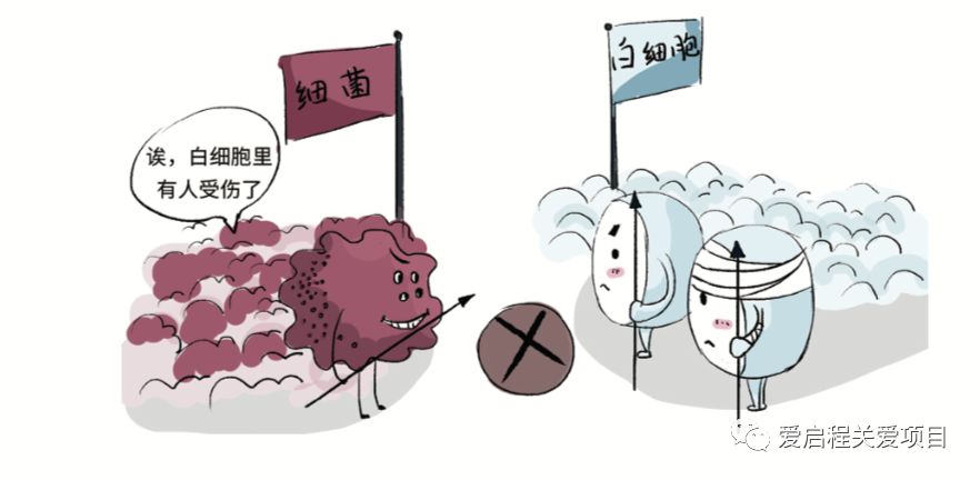 怎样调理能减少白细胞,白细胞减少的食疗方法