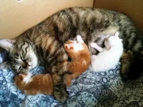 福懋动物医院香港路分院,福懋动物诊所猫咪疫苗