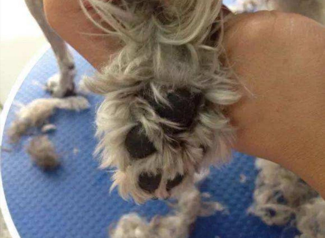 趾间炎狗狗的治疗方法,趾间炎是狗的脚气吗