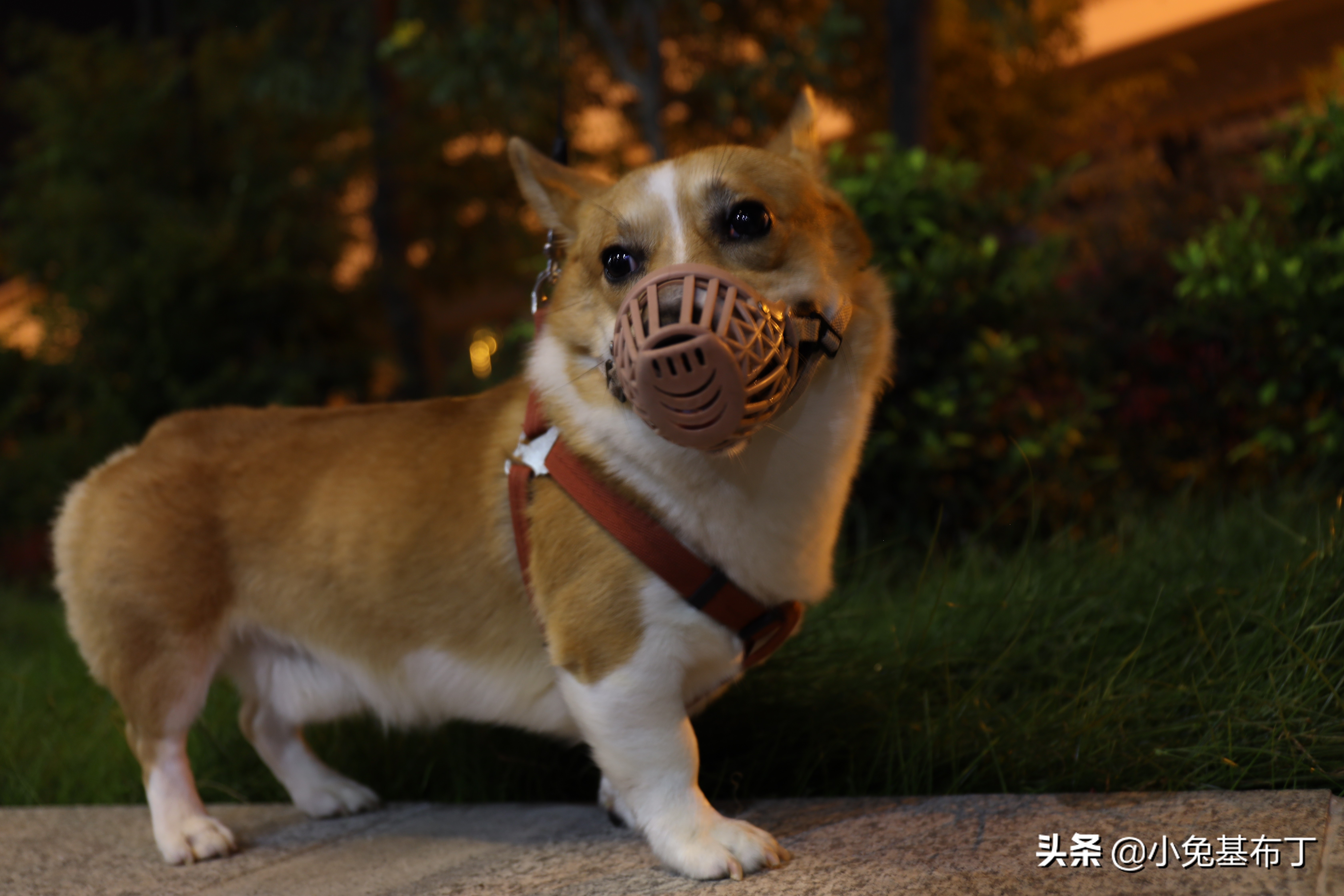 狗狗挑食每天吃一点点狗粮怎么办,狗狗挑食饿了几天了还是不吃狗粮