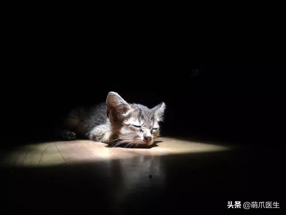 给猫打针避免打到神经,给猫打针要不要消毒