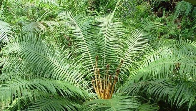 苏铁蕨与苏铁有什么区别,苏铁蕨的生长条件