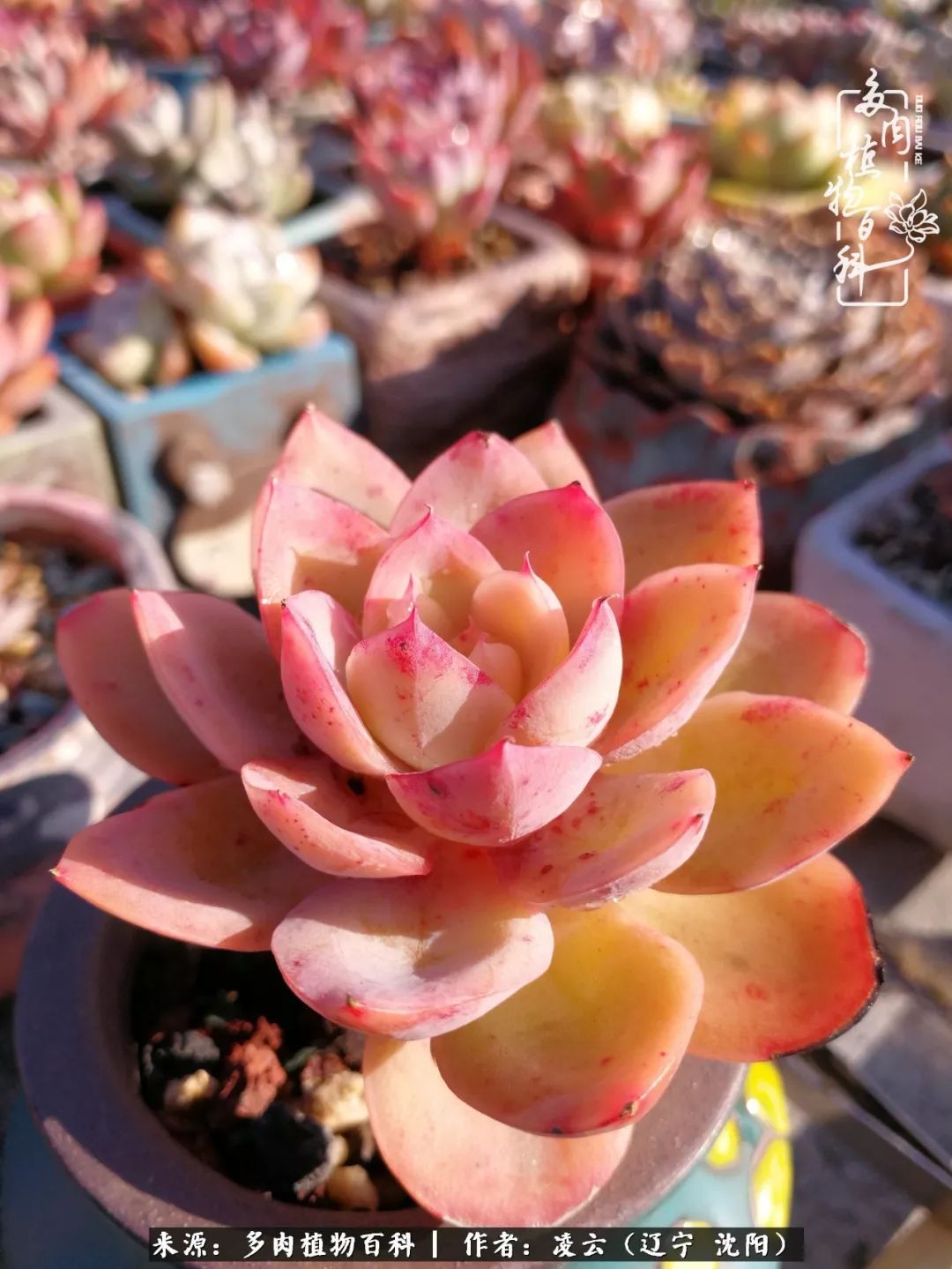 秋闲赏多肉,话育儿,亲生的自家娃,总有一刻让你怦然心动