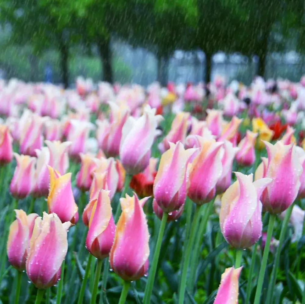 荷兰郁金香花海,不出北京游世界