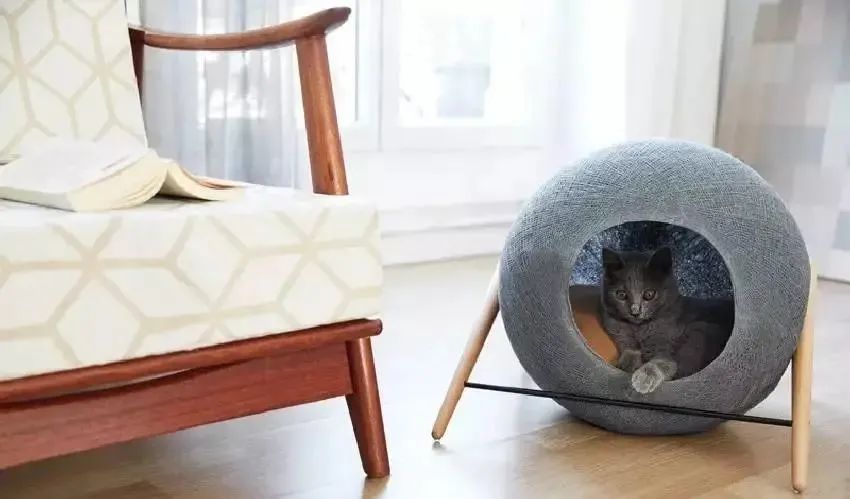 养小猫攻略,养2个月小猫攻略