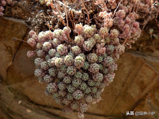 看从公园里捡来的姬星美人,如何逆袭成功!