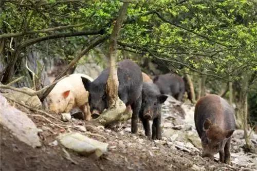 野渡,情感生活故事