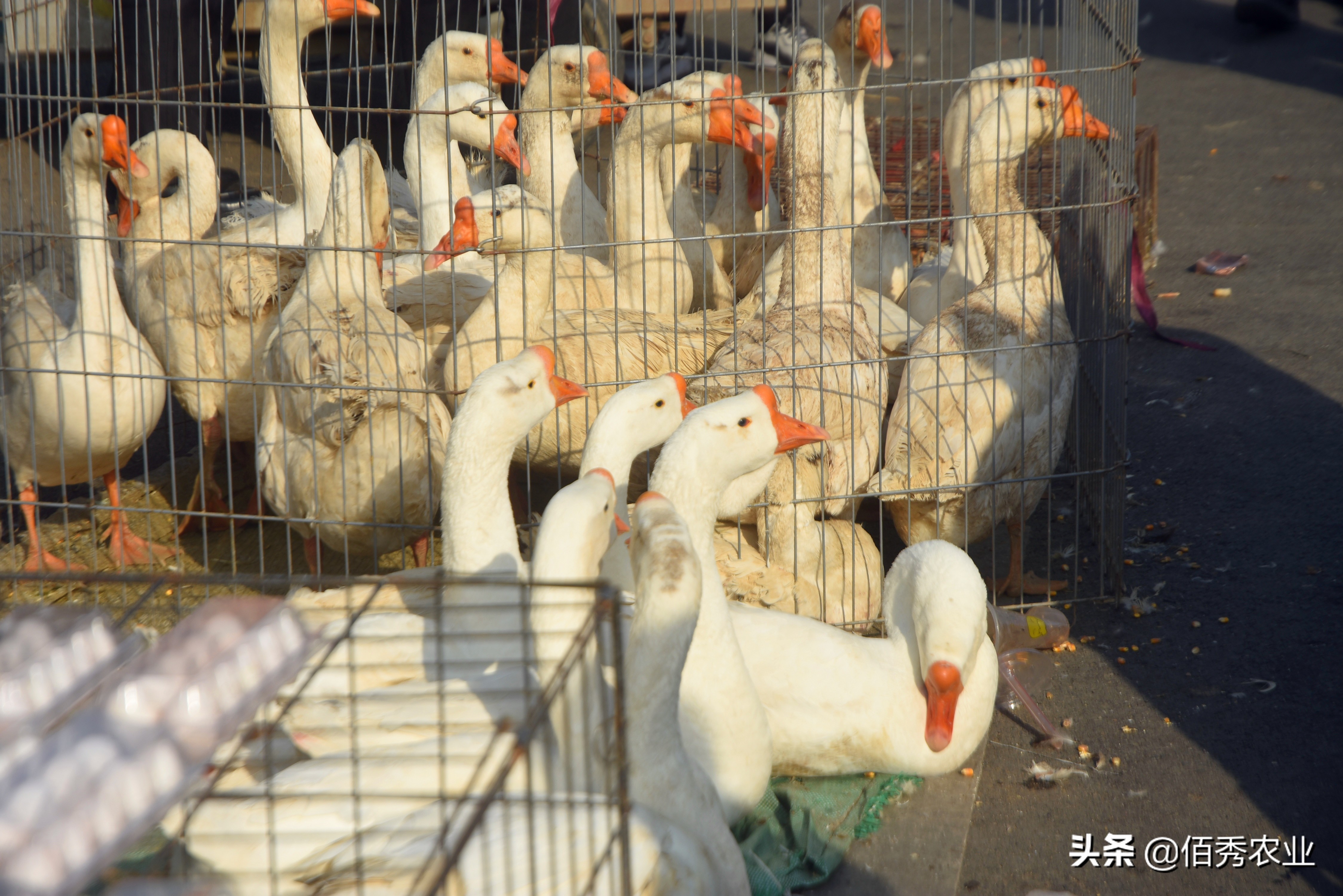 在老家养鹅赚不赚得到钱,农村现在养鹅怎么赚钱