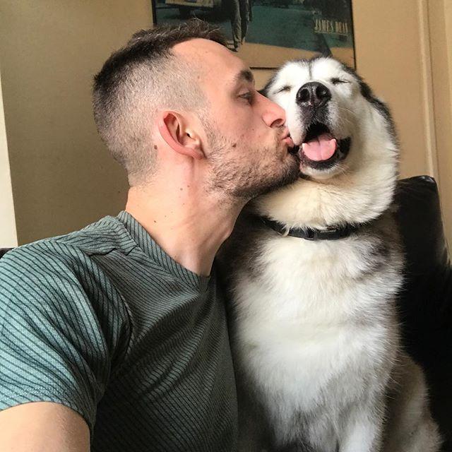 中华田园犬和拉布拉多的混血狗,最聪明的狗前十名中华田园犬