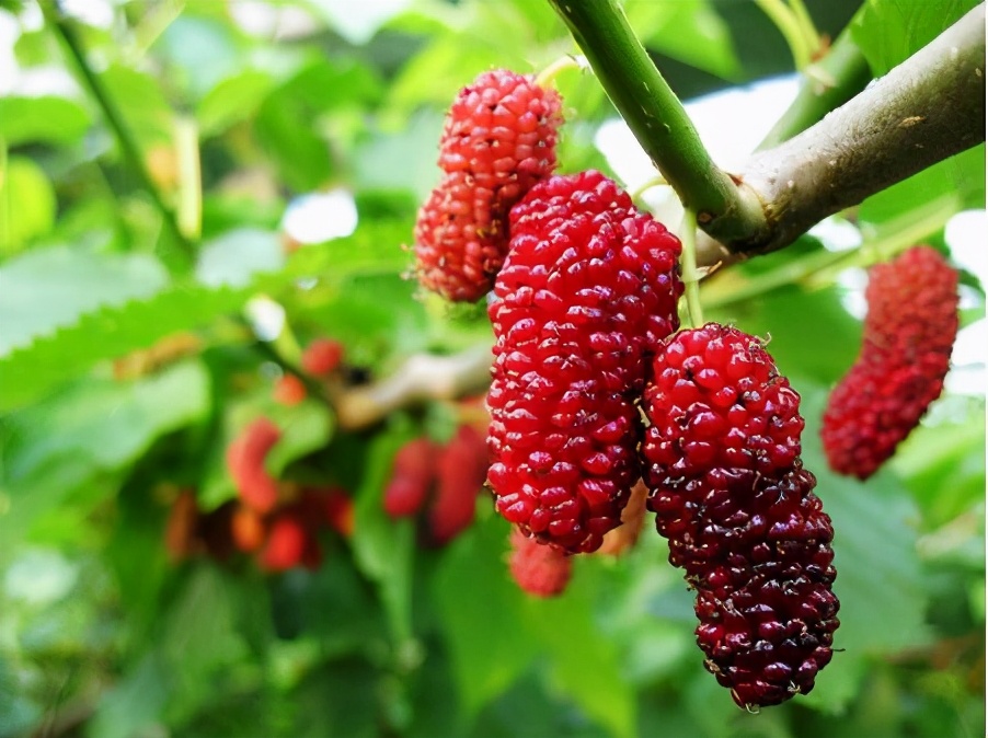 适合春天吃的时令水果你知道多少,春天的6种应季水果最推荐吃的是