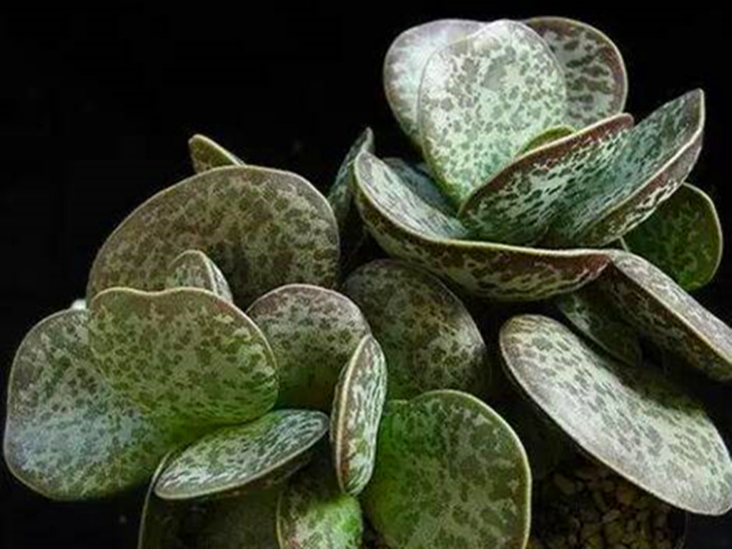 十种容易出状态的多肉,又呆萌又可爱的多肉