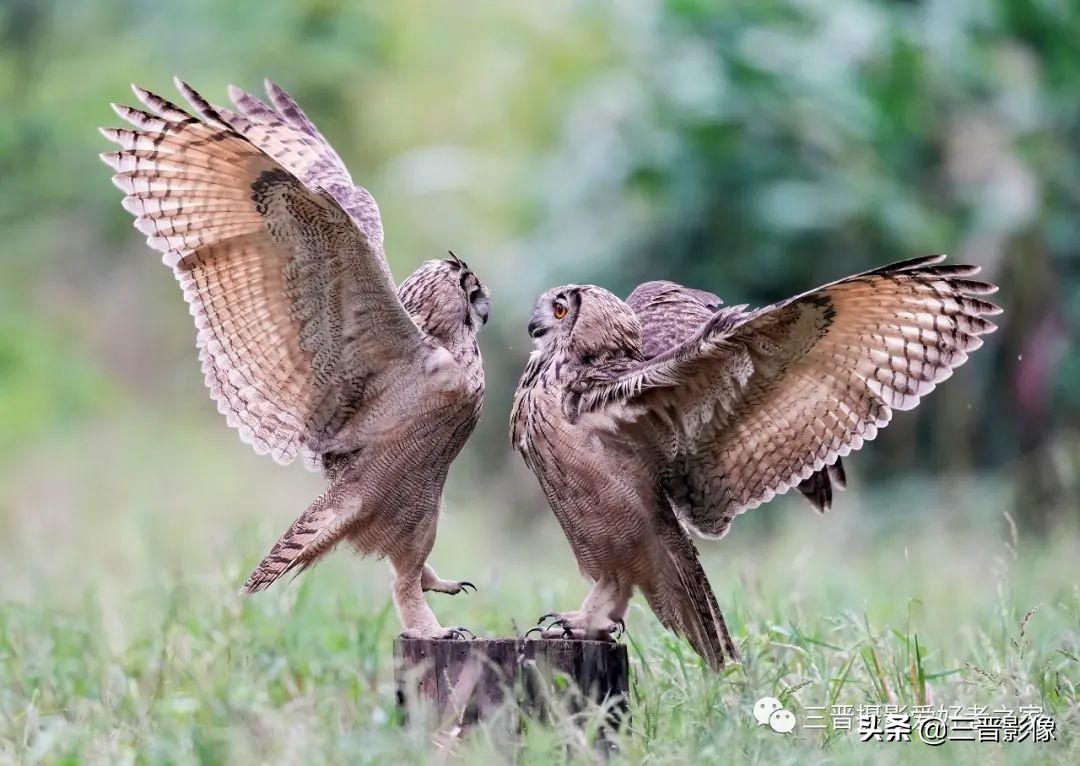 索尼相机a1是否值得入手,索尼a1相机拍鸟怎么样