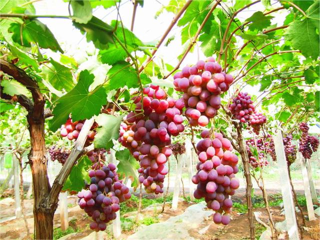 葡萄不够熟怎么办,葡萄增加甜度最佳方法