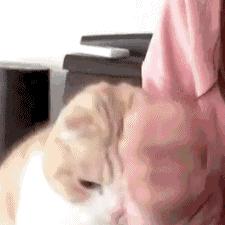 养宠物的人内心都是孤独的吗,养宠物真的可以缓解孤独吗