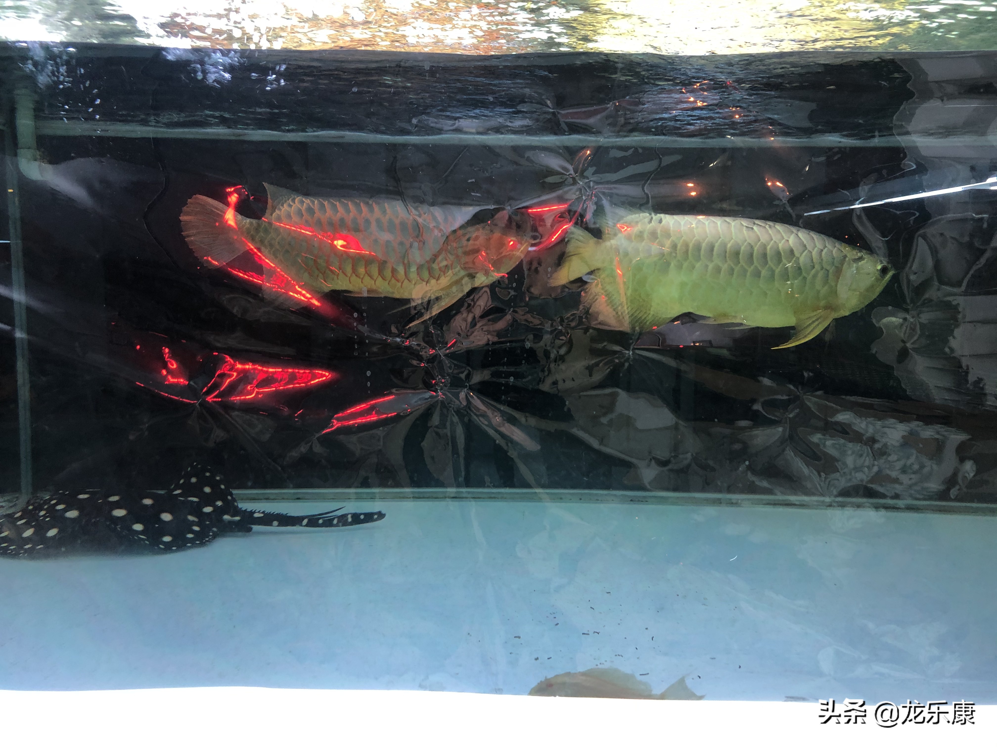 怎么形容龙鱼专业术语,龙鱼介绍