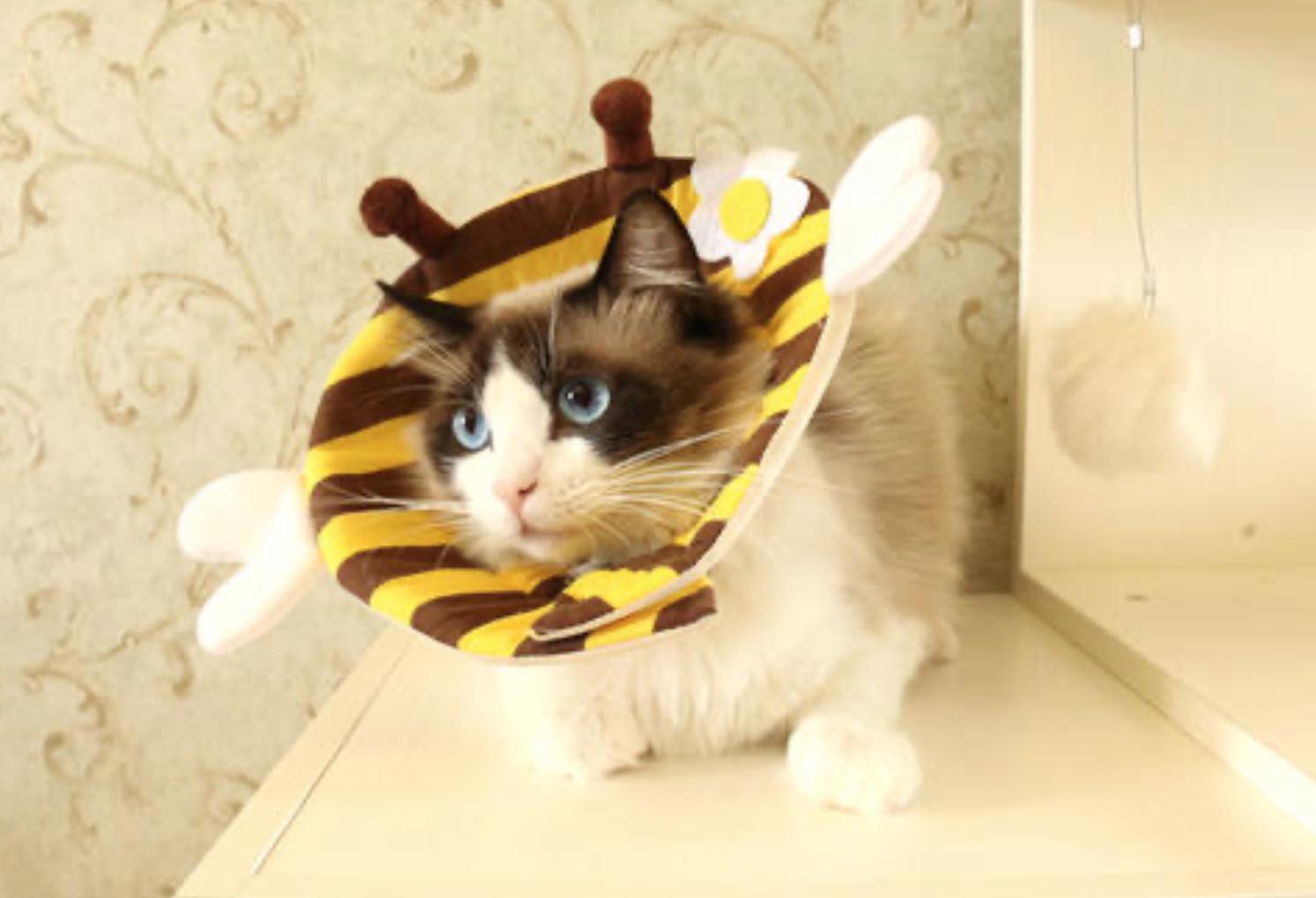 给猫咪喂药之后不粘人了,给猫咪喂药都几毫升