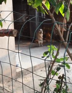 球不是这样踢滴搞笑图片,足球趣图搞笑图片