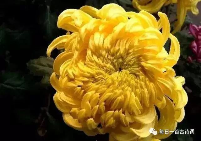 黄莉然飞花令,飞花令第6期完整版