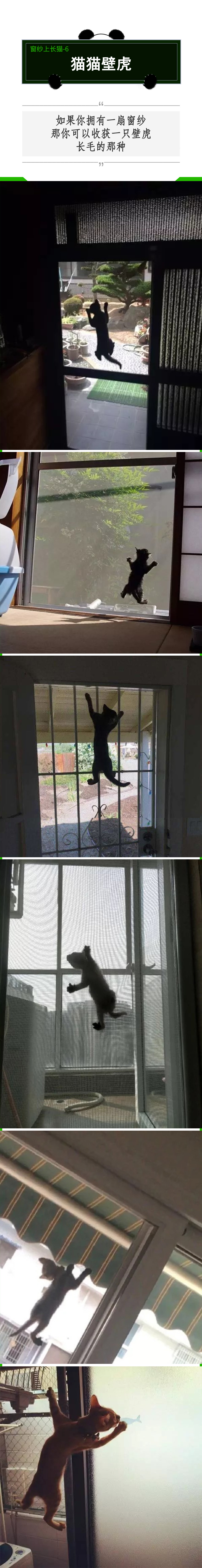 拥有窗纱的家庭，窗户上容易滋生“猫猫壁虎”？