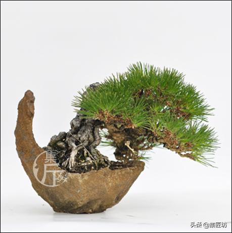 怎么养黑松盆景,触类旁通的正确用法