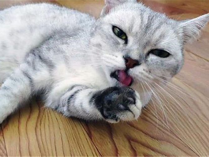 猫咪最近怎么一直舔毛,猫咪为什么开始突然频繁舔毛