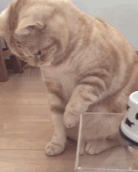 宠物猫泪痕去除神器,宠物猫泪痕怎么去除最快最有效