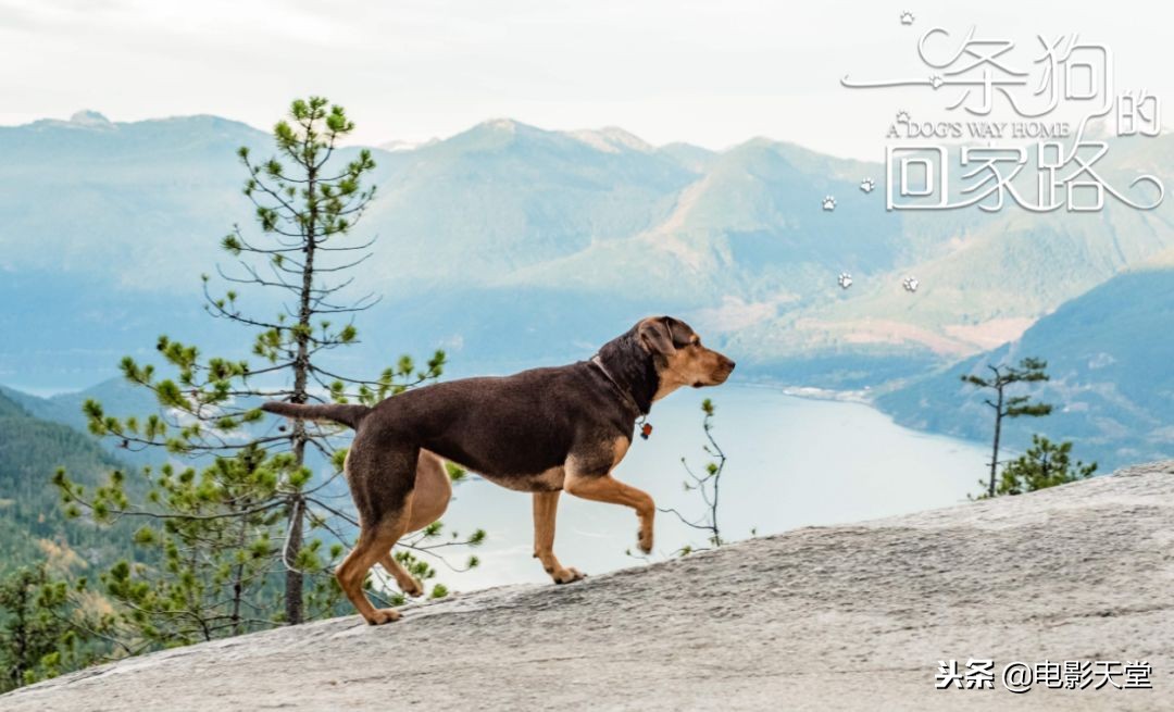 2019年度十大国产烂片盘点,2019上半年烂片扎堆