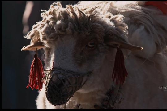 “第三极”*藏西**：最普通的人和事，最不普通的人与自然和谐相处